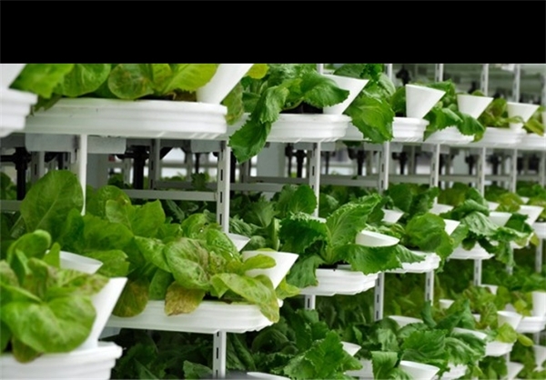 تولید انرژی بیشتر از مصرف در کشاورزی شهری تولید انرژی بیشتر از مصرف در کشاورزی شهری