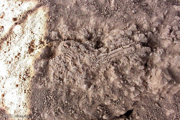 کشف اسکلت های دوران ساسانیان در شیراز/ قدمت شهر حافظ به 6500 سال رسید کشف اسکلت های دوران ساسانیان در شیراز/ قدمت شهر حافظ به 6500 سال رسید