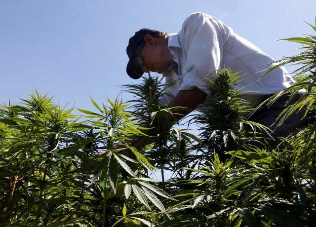 کشاورز لبنانی کاشت ماریجوانا